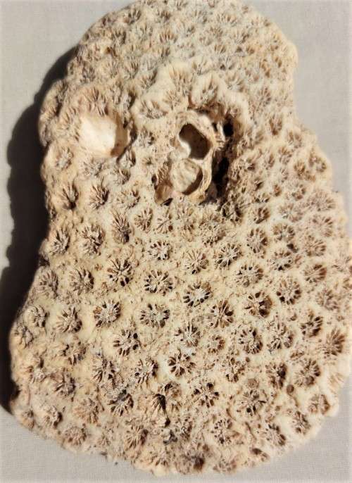BEAUTIFUL PIECE OF BLUSHING STAR CORAL FOSSIL