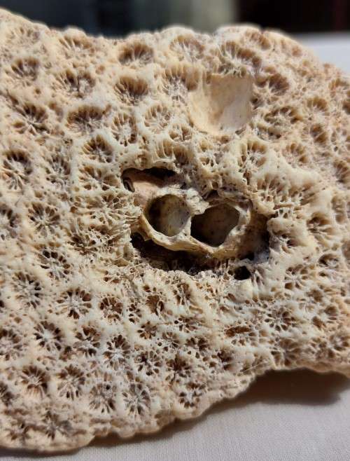 BEAUTIFUL PIECE OF BLUSHING STAR CORAL FOSSIL