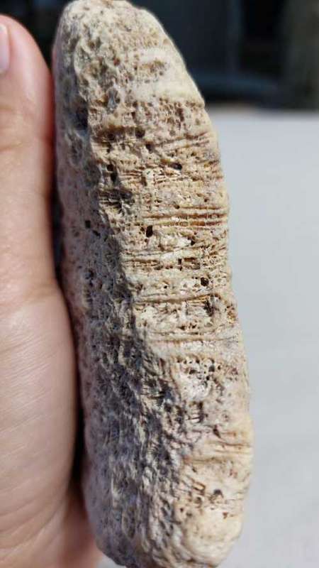 BEAUTIFUL PIECE OF BLUSHING STAR CORAL FOSSIL