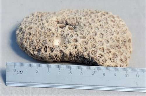 BEAUTIFUL PIECE OF BLUSHING STAR CORAL FOSSIL