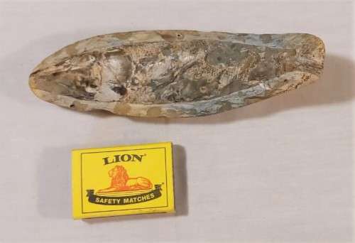 FOSSIL FISH FROM MOROCCO PRESERVED WITH AMAZING DETAIL IN 3D MANNER - 15,5CM LONG - 100 MIL YRS