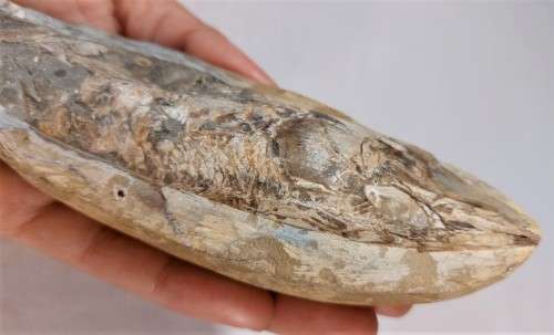 FOSSIL FISH FROM MOROCCO PRESERVED WITH AMAZING DETAIL IN 3D MANNER - 15,5CM LONG - 100 MIL YRS