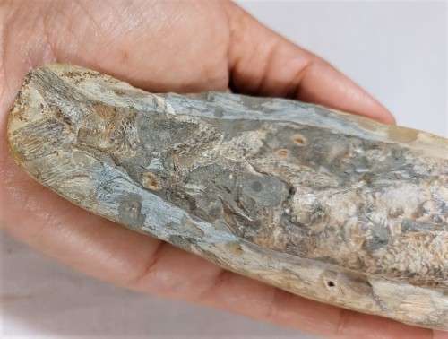 FOSSIL FISH FROM MOROCCO PRESERVED WITH AMAZING DETAIL IN 3D MANNER - 15,5CM LONG - 100 MIL YRS