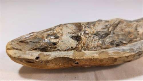 FOSSIL FISH FROM MOROCCO PRESERVED WITH AMAZING DETAIL IN 3D MANNER - 15,5CM LONG - 100 MIL YRS