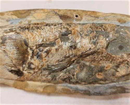 FOSSIL FISH FROM MOROCCO PRESERVED WITH AMAZING DETAIL IN 3D MANNER - 15,5CM LONG - 100 MIL YRS