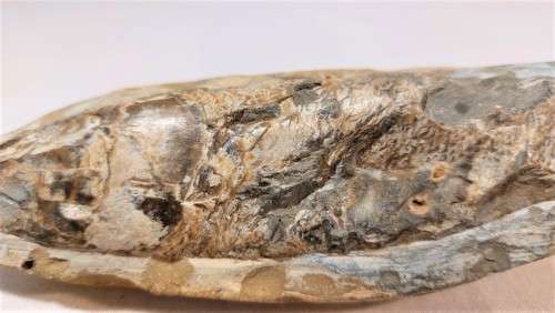 FOSSIL FISH FROM MOROCCO PRESERVED WITH AMAZING DETAIL IN 3D MANNER - 15,5CM LONG - 100 MIL YRS