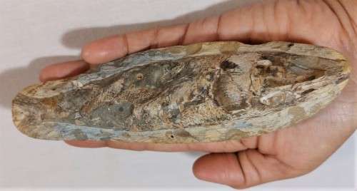 FOSSIL FISH FROM MOROCCO PRESERVED WITH AMAZING DETAIL IN 3D MANNER - 15,5CM LONG - 100 MIL YRS