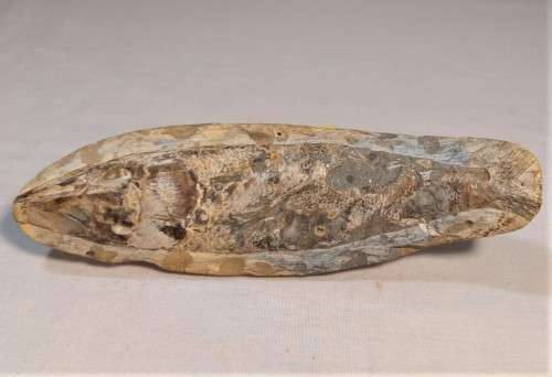 FOSSIL FISH FROM MOROCCO PRESERVED WITH AMAZING DETAIL IN 3D MANNER - 15,5CM LONG - 100 MIL YRS