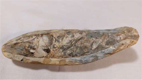 FOSSIL FISH FROM MOROCCO PRESERVED WITH AMAZING DETAIL IN 3D MANNER - 15,5CM LONG - 100 MIL YRS