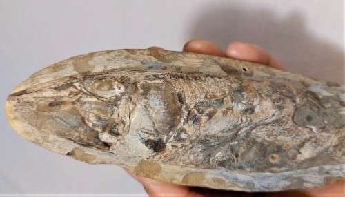 FOSSIL FISH FROM MOROCCO PRESERVED WITH AMAZING DETAIL IN 3D MANNER - 15,5CM LONG - 100 MIL YRS