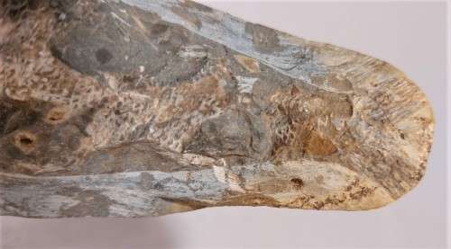 FOSSIL FISH FROM MOROCCO PRESERVED WITH AMAZING DETAIL IN 3D MANNER - 15,5CM LONG - 100 MIL YRS