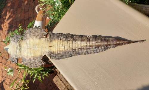 CROCODILE SKIN GENUINE RAW CROCODILE LEATHER HIDE 1,20M LONG 2ND OF TWO ON AUCTION