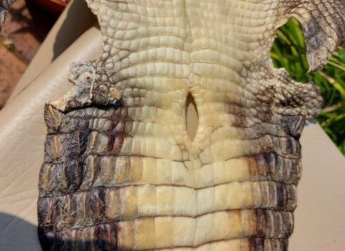 CROCODILE SKIN GENUINE RAW CROCODILE LEATHER HIDE 1,20M LONG 2ND OF TWO ON AUCTION
