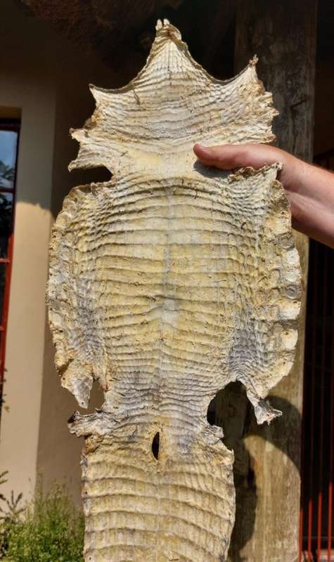 CROCODILE SKIN GENUINE RAW CROCODILE LEATHER HIDE 1,20M LONG 2ND OF TWO ON AUCTION