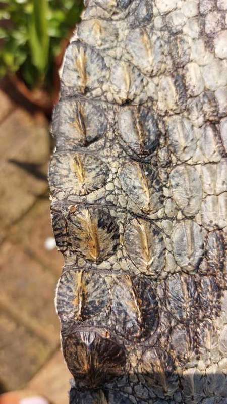 CROCODILE SKIN GENUINE RAW CROCODILE LEATHER HIDE 1,20M LONG 2ND OF TWO ON AUCTION