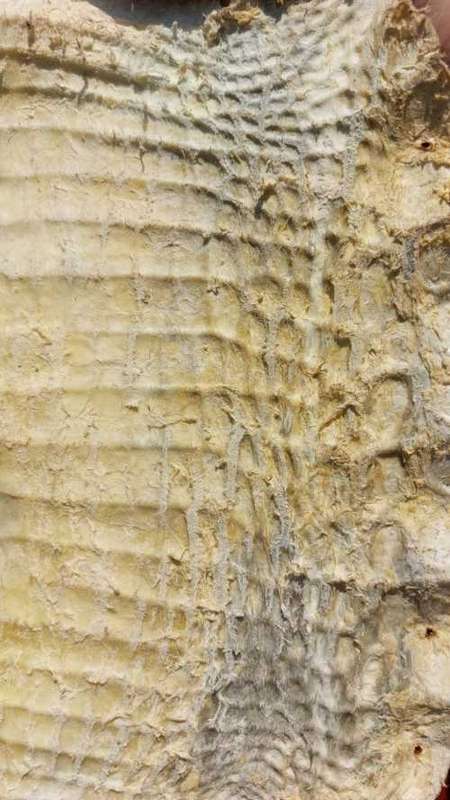 CROCODILE SKIN GENUINE RAW CROCODILE LEATHER HIDE 1,20M LONG 2ND OF TWO ON AUCTION