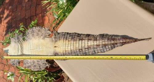 CROCODILE SKIN GENUINE RAW CROCODILE LEATHER HIDE 1,20M LONG 2ND OF TWO ON AUCTION