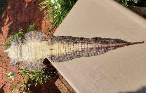 CROCODILE SKIN GENUINE RAW CROCODILE LEATHER HIDE 1,20M LONG 2ND OF TWO ON AUCTION