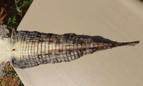 CROCODILE SKIN GENUINE RAW CROCODILE LEATHER HIDE 1,20M LONG 2ND OF TWO ON AUCTION