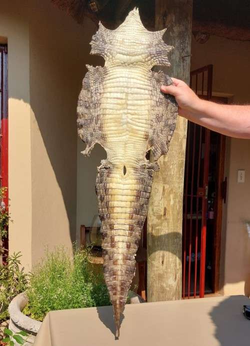 CROCODILE SKIN GENUINE RAW CROCODILE LEATHER HIDE 1,20M LONG 2ND OF TWO ON AUCTION