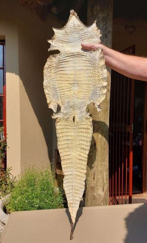 CROCODILE SKIN GENUINE RAW CROCODILE LEATHER HIDE 1,20M LONG 2ND OF TWO ON AUCTION
