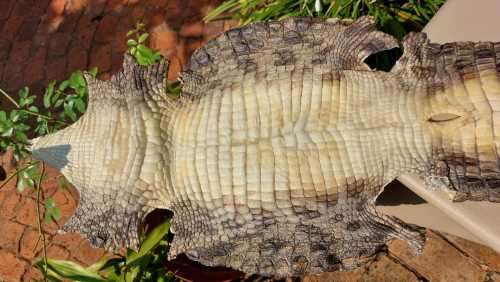 CROCODILE SKIN GENUINE RAW CROCODILE LEATHER HIDE 1,20M LONG 2ND OF TWO ON AUCTION