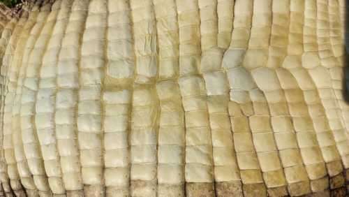 CROCODILE SKIN GENUINE RAW CROCODILE LEATHER HIDE 1,20M LONG 2ND OF TWO ON AUCTION