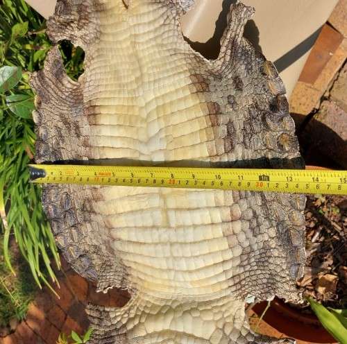 CROCODILE SKIN GENUINE RAW CROCODILE LEATHER HIDE 1,20M LONG 2ND OF TWO ON AUCTION