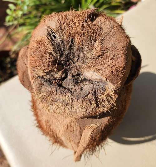 CUTE COCONUT MONKEY PLAYING DRUMS