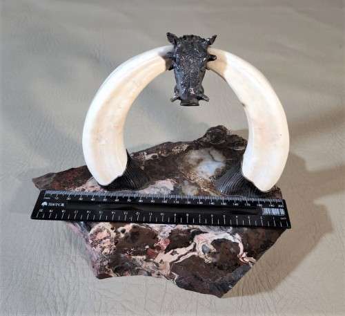 STRIKING WARTHOG TUSKS MOUNTED POCKET WATCH STAND WITH POSSIBLE SILVER MASQUE (WATCH NOT INCLUDED)