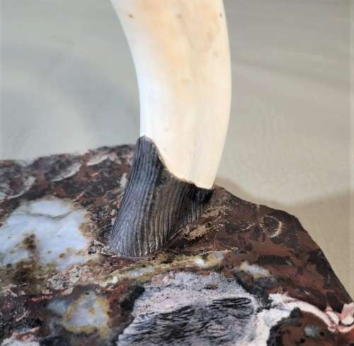 STRIKING WARTHOG TUSKS MOUNTED POCKET WATCH STAND WITH POSSIBLE SILVER MASQUE (WATCH NOT INCLUDED)