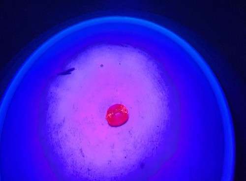PINK 5,05CT SAPPHIRE WITH LOVELY OVAL CUT - UV RED! - THERMAL HIGH! - ONE OF 4 SAPPHIRES ON AUCTION