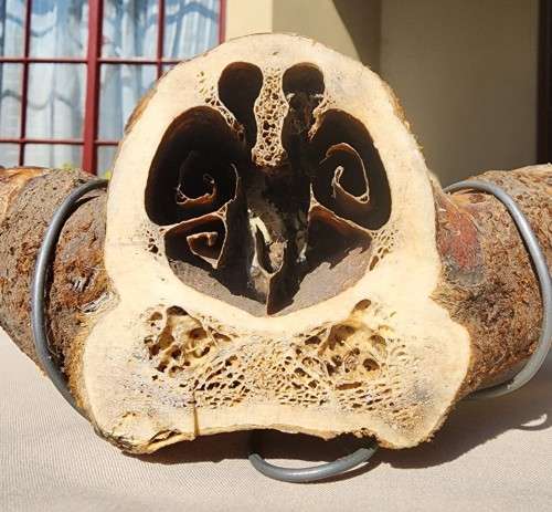 HUGE SET OF WARTHOG TUSKS  ALSO SEE MY WARTHOG SKULL ON AUCTION