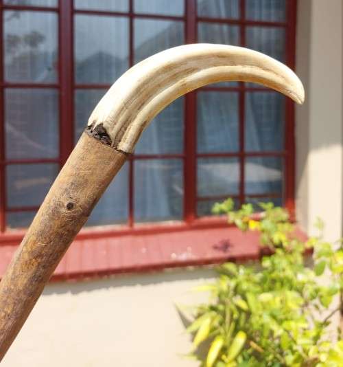 UNUSUAL AFRICAN WOODEN WALKING STICK WITH WARTHOG TUSK HANDLE