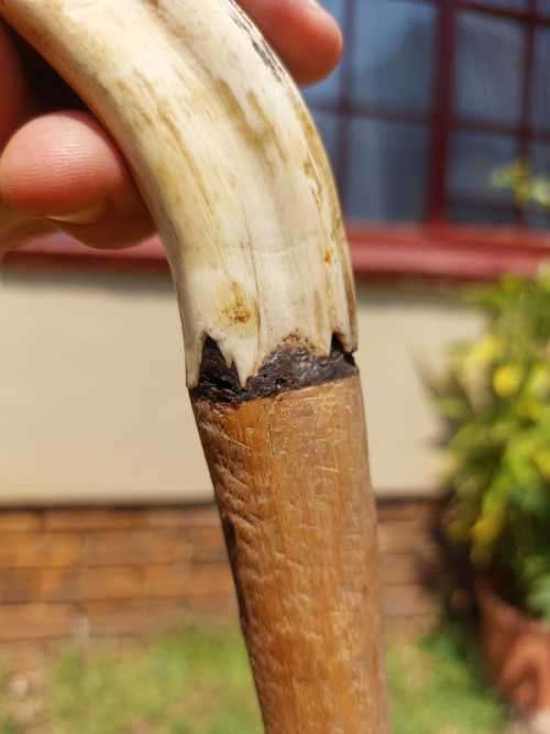 UNUSUAL AFRICAN WOODEN WALKING STICK WITH WARTHOG TUSK HANDLE