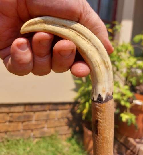 UNUSUAL AFRICAN WOODEN WALKING STICK WITH WARTHOG TUSK HANDLE