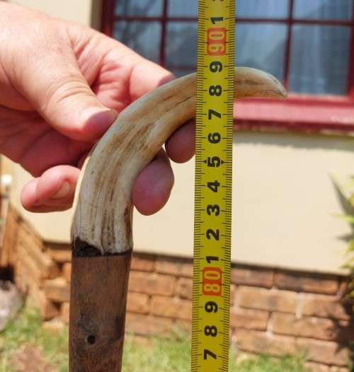 UNUSUAL AFRICAN WOODEN WALKING STICK WITH WARTHOG TUSK HANDLE
