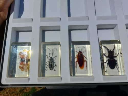 FOUR REAL BUGS IN RESIN COLLECTION - SOME OF THE MOST AMAZING CREATURES ON EARTH