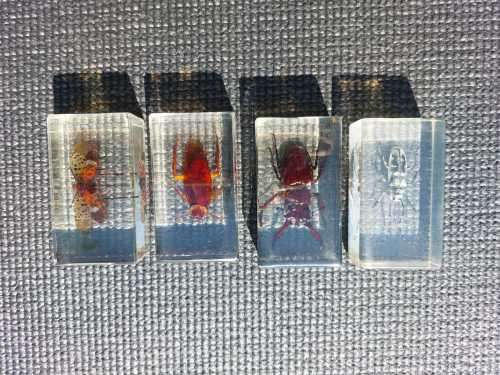FOUR REAL BUGS IN RESIN COLLECTION - SOME OF THE MOST AMAZING CREATURES ON EARTH