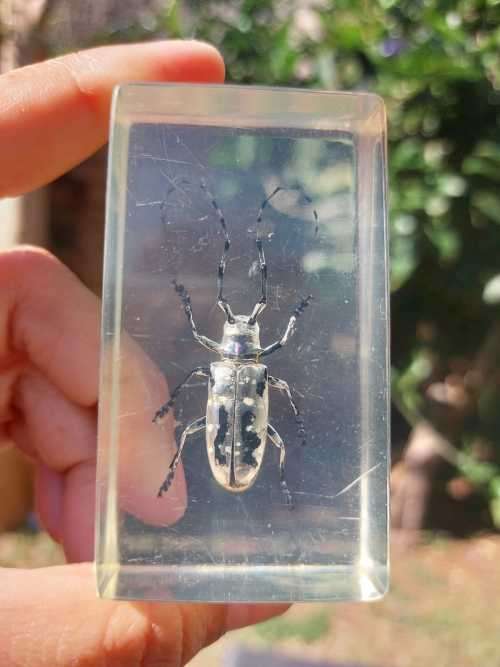 FOUR REAL BUGS IN RESIN COLLECTION - SOME OF THE MOST AMAZING CREATURES ON EARTH