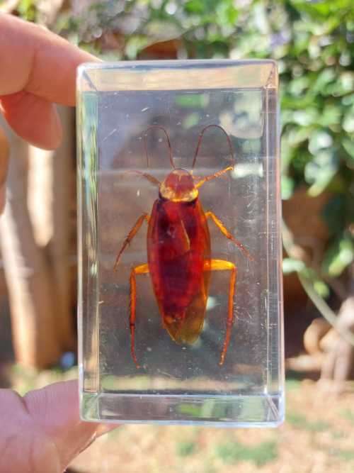FOUR REAL BUGS IN RESIN COLLECTION - SOME OF THE MOST AMAZING CREATURES ON EARTH