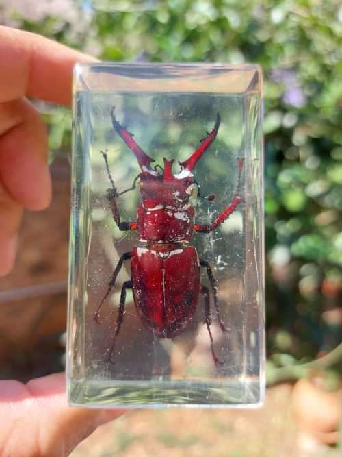 FOUR REAL BUGS IN RESIN COLLECTION - SOME OF THE MOST AMAZING CREATURES ON EARTH