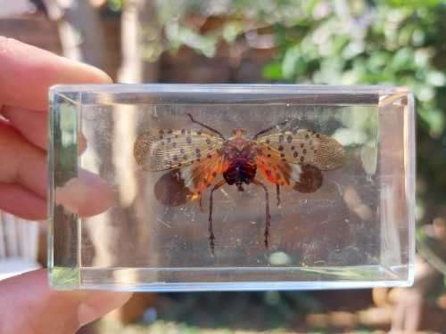 FOUR REAL BUGS IN RESIN COLLECTION - SOME OF THE MOST AMAZING CREATURES ON EARTH