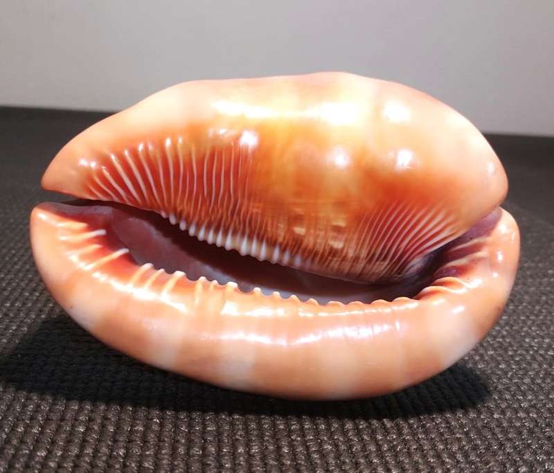 BEAUTIFUL BULLMOUTH HELMET SEA SHELL (CAMEO SHELL)