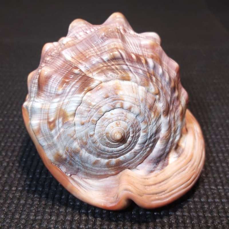 BEAUTIFUL BULLMOUTH HELMET SEA SHELL (CAMEO SHELL)