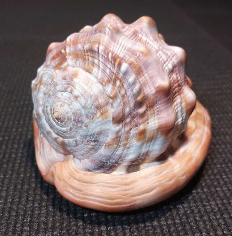 BEAUTIFUL BULLMOUTH HELMET SEA SHELL (CAMEO SHELL)