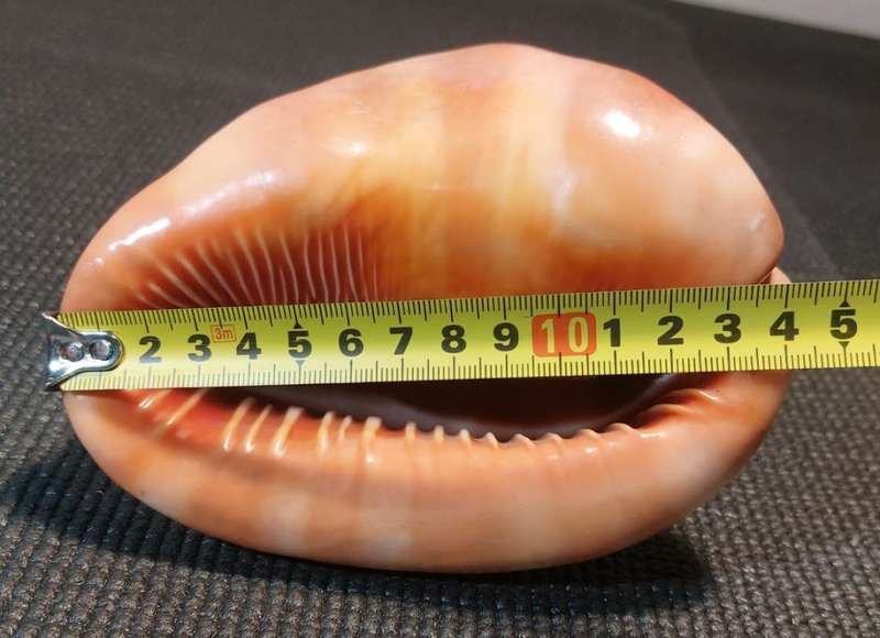 BEAUTIFUL BULLMOUTH HELMET SEA SHELL (CAMEO SHELL)