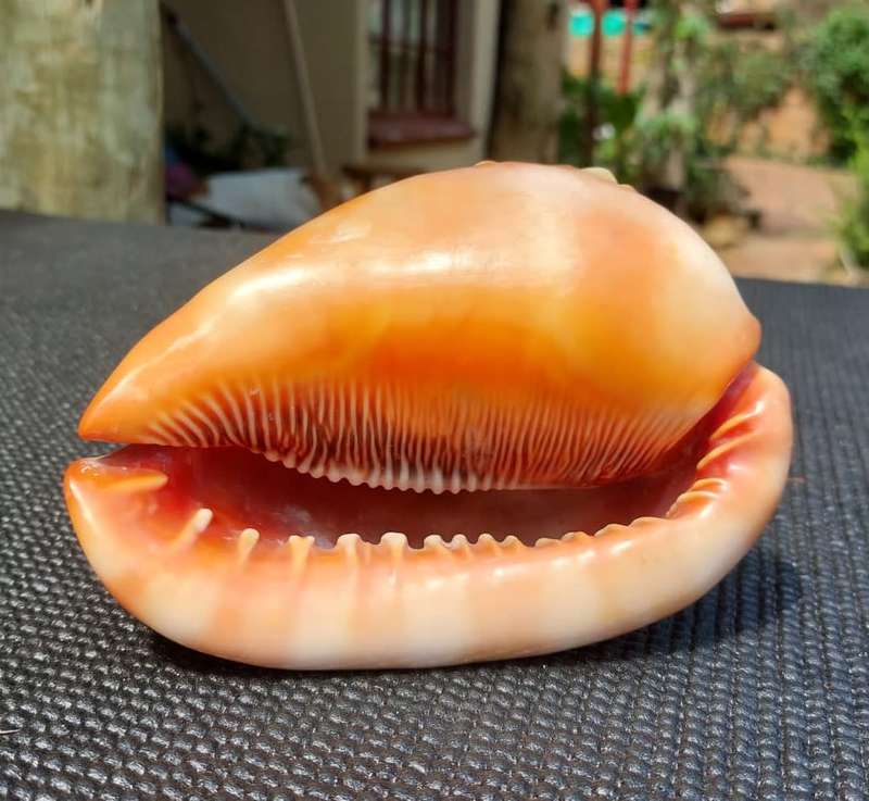 BEAUTIFUL BULLMOUTH HELMET SEA SHELL (CAMEO SHELL)