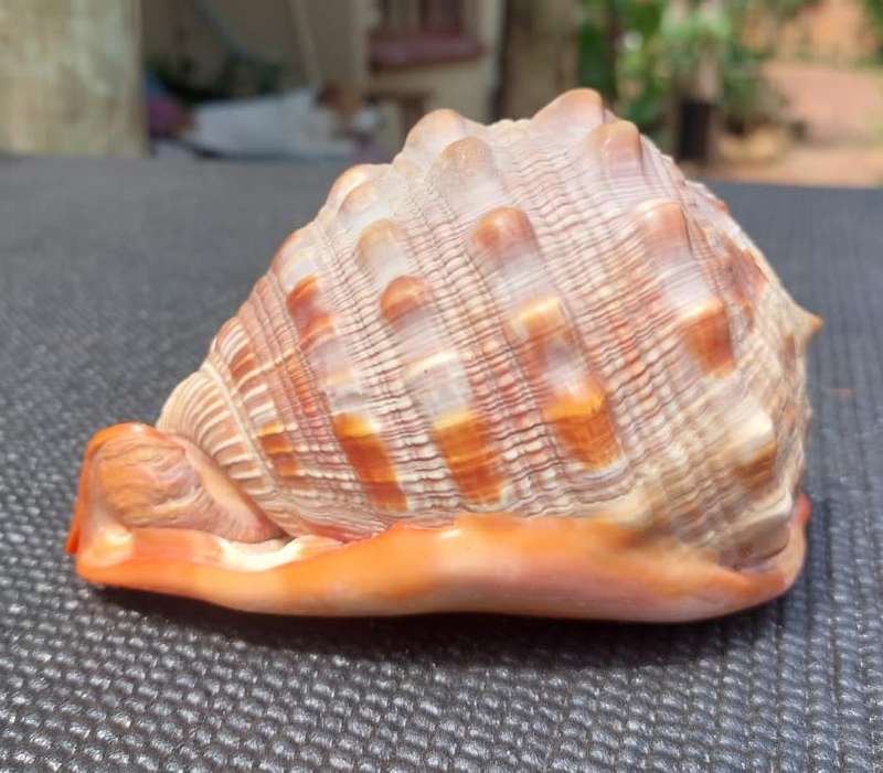 BEAUTIFUL BULLMOUTH HELMET SEA SHELL (CAMEO SHELL)