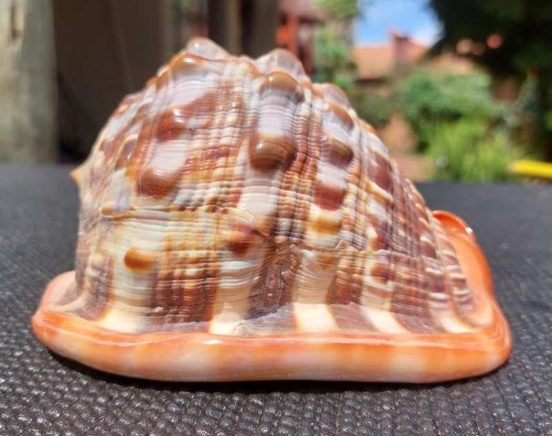 BEAUTIFUL BULLMOUTH HELMET SEA SHELL (CAMEO SHELL)